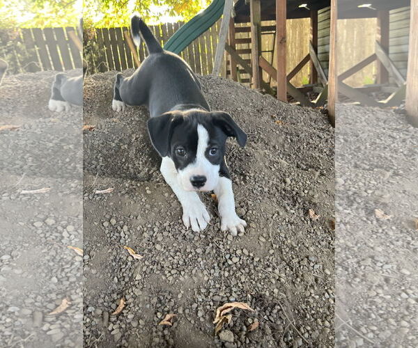 Medium Photo #3 American Pit Bull Terrier-Unknown Mix Puppy For Sale in Milwaukie, OR, USA