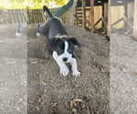Small #2 American Pit Bull Terrier Mix