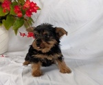 Small #1 Yorkshire Terrier