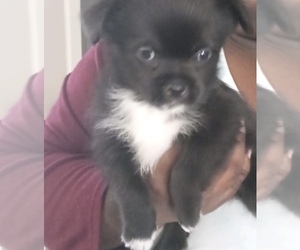 Pomeranian-ShiChi Mix Puppy for sale in LOVEJOY, GA, USA