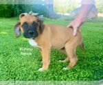 Small #4 American Mastiff-Saint Bernard Mix