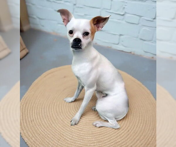 Medium Photo #1 Chihuahua Puppy For Sale in Pasadena, CA, USA