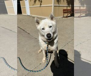 Huskies -Unknown Mix Dogs for adoption in Aurora, IL, USA