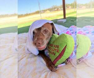 Hazel - Female Chocolate Labrador retriever-Unknown Mix Dog for Adoption - Photo #3