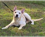 Small #3 Labrador Retriever Mix