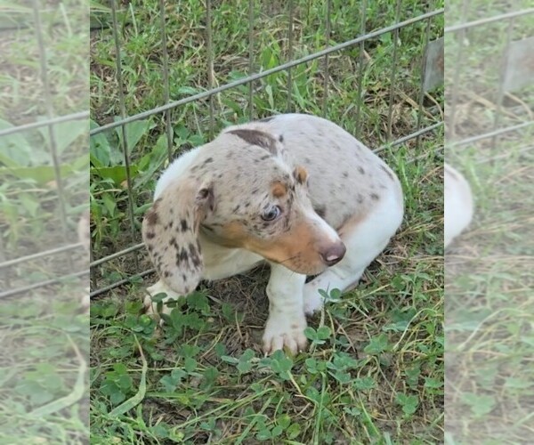 Medium Photo #2 Dachshund Puppy For Sale in JASONVILLE, IN, USA