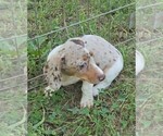 Small #1 Dachshund