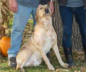 Father of the Labrador Retriever puppies born on 03/23/2024