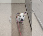 Small #8 Labrador Retriever Mix