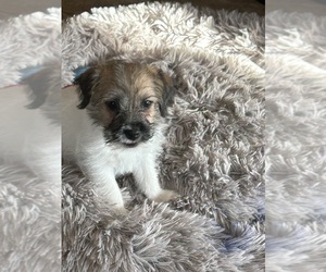 Jack Russell Terrier Puppy for sale in CHELMSFORD, MA, USA