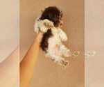 Small Photo #18 Havanese Puppy For Sale in CASA GRANDE, AZ, USA