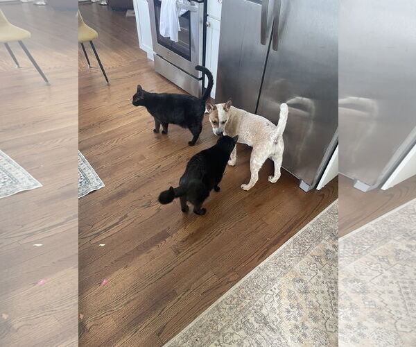 Medium Photo #10 Mutt Puppy For Sale in Garden City, NY, USA