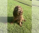 Small Goldendoodle (Miniature)
