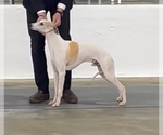 Small Photo #1 Whippet Puppy For Sale in ONEIDA, TN, USA