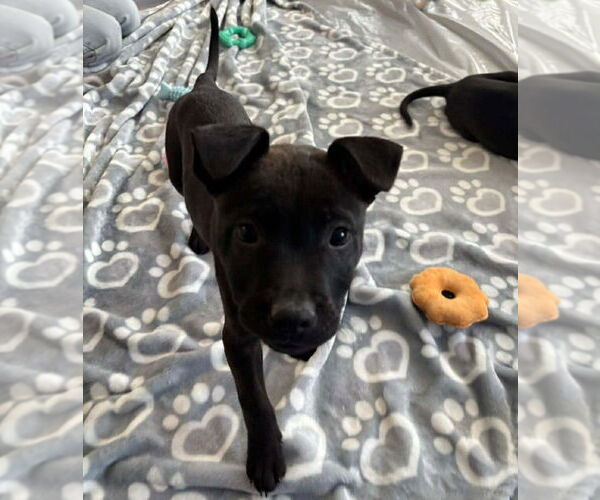 Medium Photo #3 Labrador Retriever-Unknown Mix Puppy For Sale in Lakewood, CO, USA