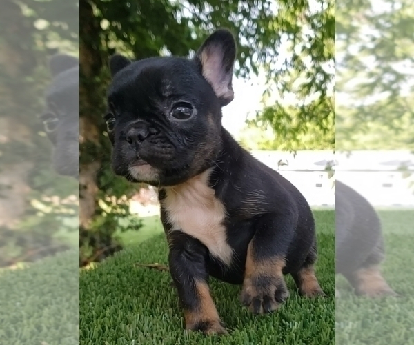 Medium Photo #2 French Bulldog Puppy For Sale in LA VERGNE, TN, USA