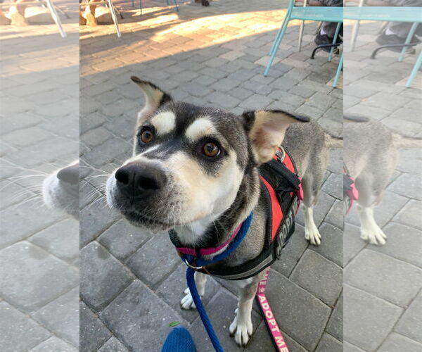 Medium Photo #5 Huskies -Labrador Retriever Mix Puppy For Sale in Tampa, FL, USA