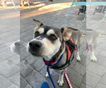 Small #4 Huskies -Labrador Retriever Mix