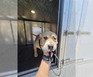 American Bulldog Dogs for adoption in San Antonio, TX, USA