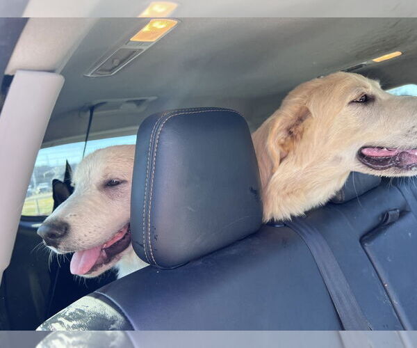 Medium Photo #3 Great Pyrenees-Unknown Mix Puppy For Sale in FRAMINGHAM, MA, USA