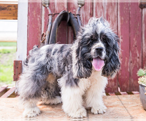 Cocker Spaniel Puppy for sale in WAKARUSA, IN, USA