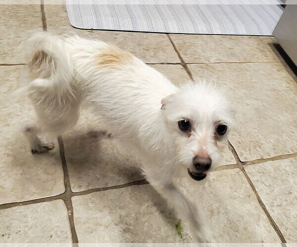 Medium Photo #7 Jack Russell Terrier-Unknown Mix Puppy For Sale in Temecula, CA, USA