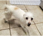 Small #6 Jack Russell Terrier Mix