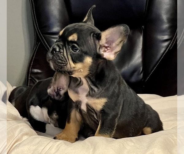 Medium Photo #5 French Bulldog Puppy For Sale in BATON ROUGE, LA, USA