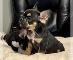 Small Photo #5 French Bulldog Puppy For Sale in BATON ROUGE, LA, USA
