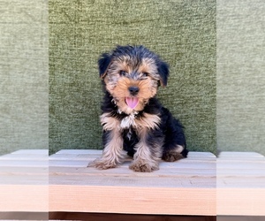 Yorkshire Terrier Puppy for Sale in OCALA, Florida USA