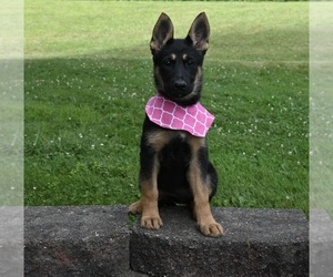German Shepherd Dog Puppy for sale in MILLERSBURG, OH, USA