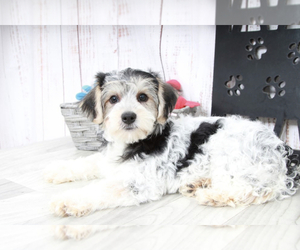 Yo-Chon Puppy for sale in MARIETTA, GA, USA