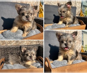 French Bulldog Puppy for sale in NEWARK, NJ, USA