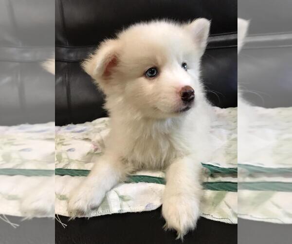 Medium Photo #1 Pomsky Puppy For Sale in CORAL GABLES, FL, USA