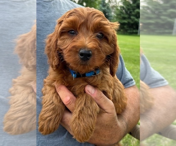 Medium Photo #1 Goldendoodle (Miniature) Puppy For Sale in HULL, IA, USA