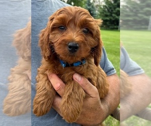 Goldendoodle (Miniature) Puppy for Sale in HULL, Iowa USA