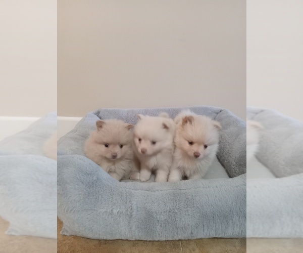 Medium Photo #2 Pomeranian Puppy For Sale in SAN JOSE, CA, USA