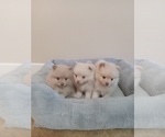 Small #1 Pomeranian