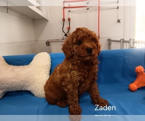 Poodle (Miniature) Puppy for sale in CAMPBELL HILL, IL, USA