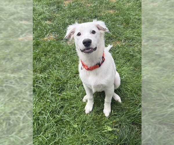 Medium Photo #29 Great Pyrenees-Unknown Mix Puppy For Sale in Brewster, NY, USA