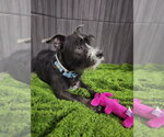 Small #3 Mutt