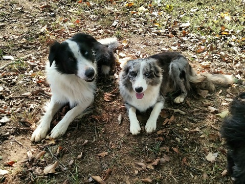 Medium Photo #1 Border Collie Puppy For Sale in ENGLEWOOD, TN, USA