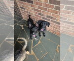 Small #1 Labrador Retriever Mix