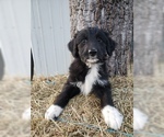 Small #23 Aussiedoodle