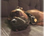 Small #2 Mastiff Mix