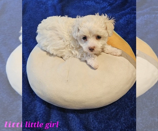 Medium Photo #1 Maltipoo (Miniature) Puppy For Sale in PALM COAST, FL, USA