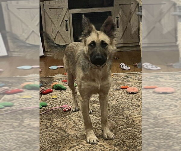 Medium Photo #2 Mutt Puppy For Sale in Westwood, NJ, USA