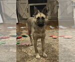 Small #1 Mutt