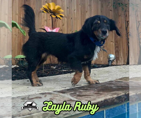 Medium Photo #32 Dachshund-Unknown Mix Puppy For Sale in San Antonio, TX, USA