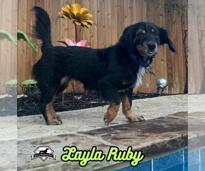 Layla Ruby - Female Dachshund-Unknown Mix Dog for Adoption - Photo #32